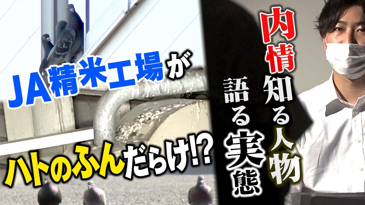 【ツイセキ】JA精米工場がハトのフンだらけ!?　内情知る人物が語る実態　農家は不安抱える【報道ランナー】