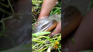Download Lagu Monster eelfish in the mud hole. #SHORTS, #SHORTSVIDEO, #YOUTUBESHORTS, #ANIMAL, MP3