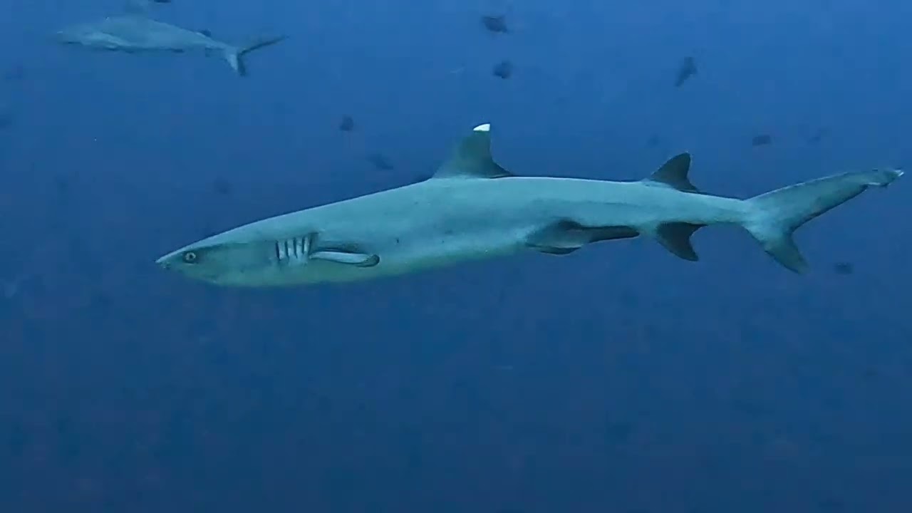 25 02 15 Maldives Male