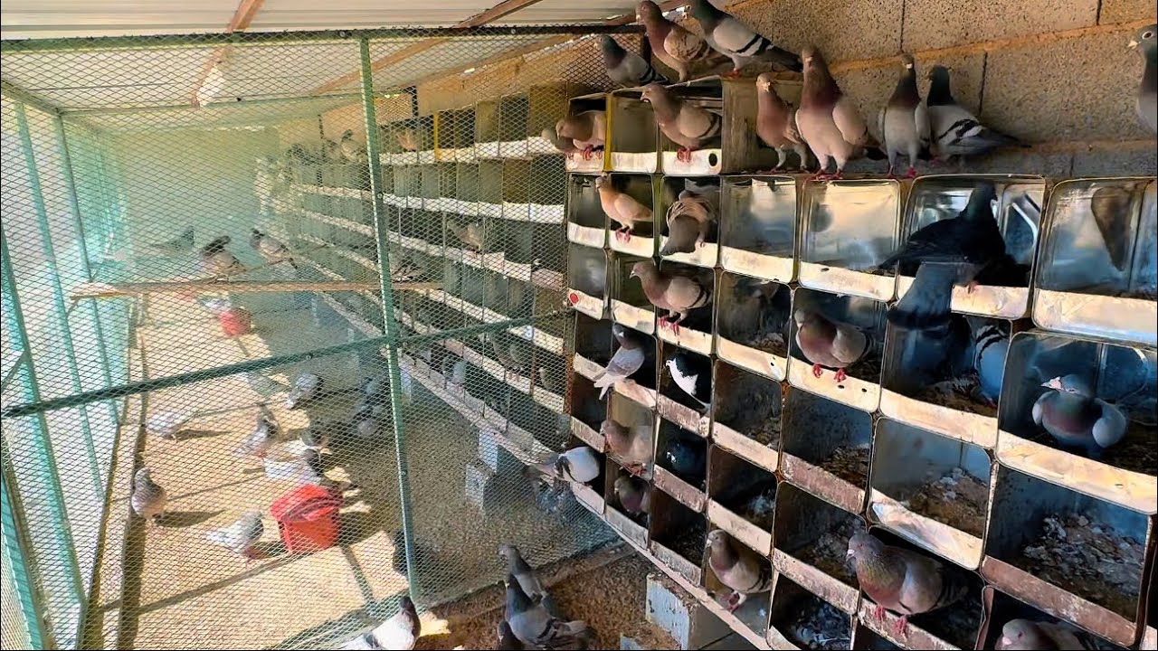 جوله في عشش حمام السلفر الاحم وشرح مفيد  🕊️🕊️🕊️