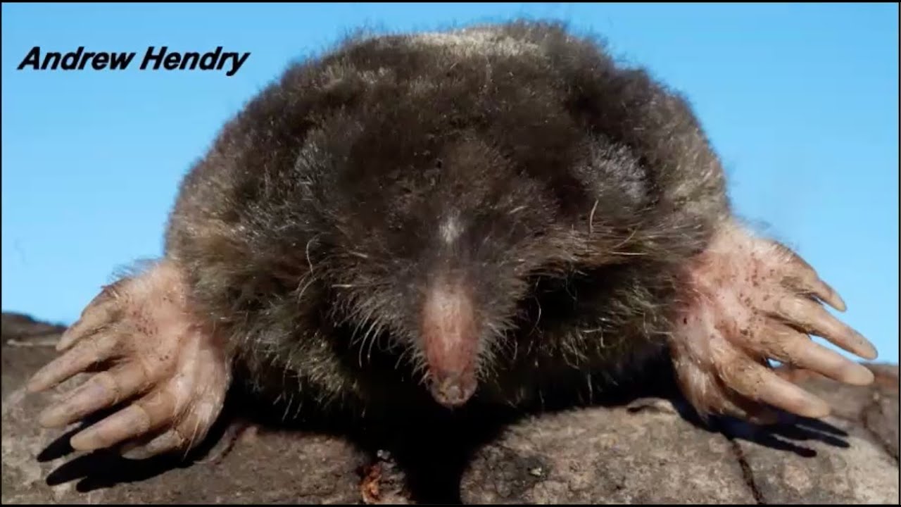 Small and Cryptic: BC’s Shrews and Moles - NV Presentation March 21, 2024 by David Nagorsen