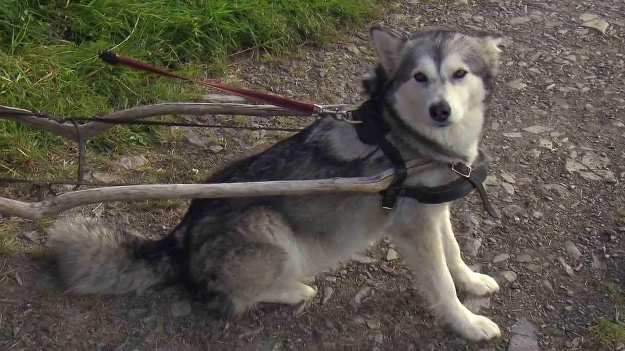 country strife abz on the farm s01e02 720p hdtv x264 c4tv