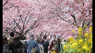 河津桜のトンネル