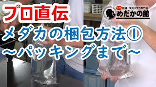 メダカの梱包方法①　～パッキングまで～