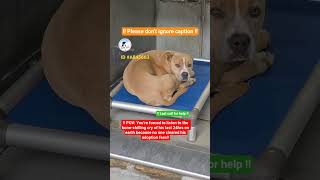 Adopted🚨 SCHEDULED FOR EUTHANASIA 🚨 Today was a rough day at the shelter. We lost.....