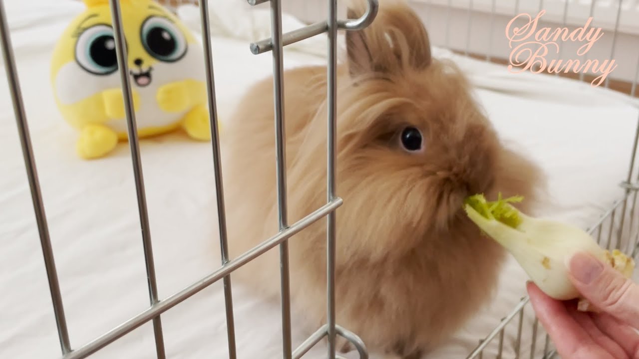 Bunny is eating crunchy Fennel | Healthy food for your Rabbit - YouTube