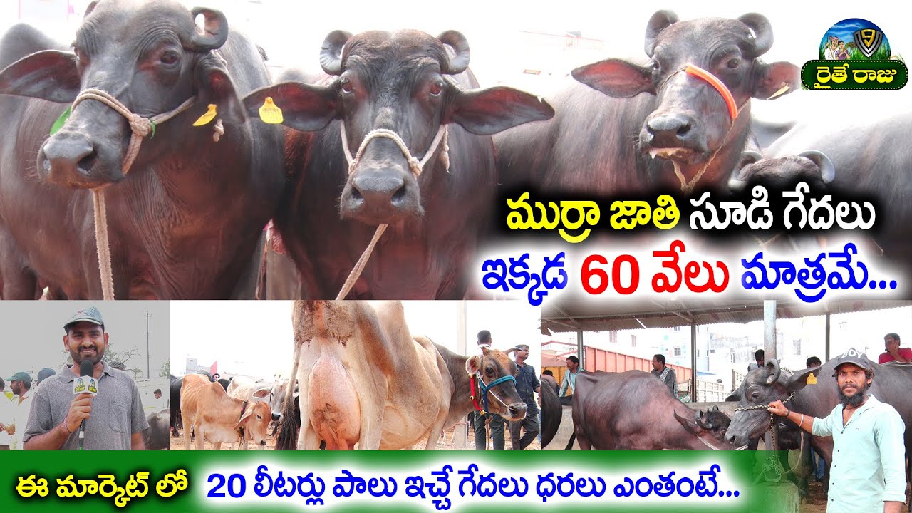 ఈ మార్కెట్ లో సూడి గేదల ధరలు| Buffalo Market| HighMilk Murrah Calfs Buffalo's For Sale| V9RaitheRaju