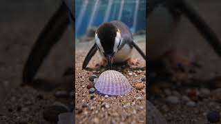 The Penguin with Red Goggles: Pip's Big Adventure