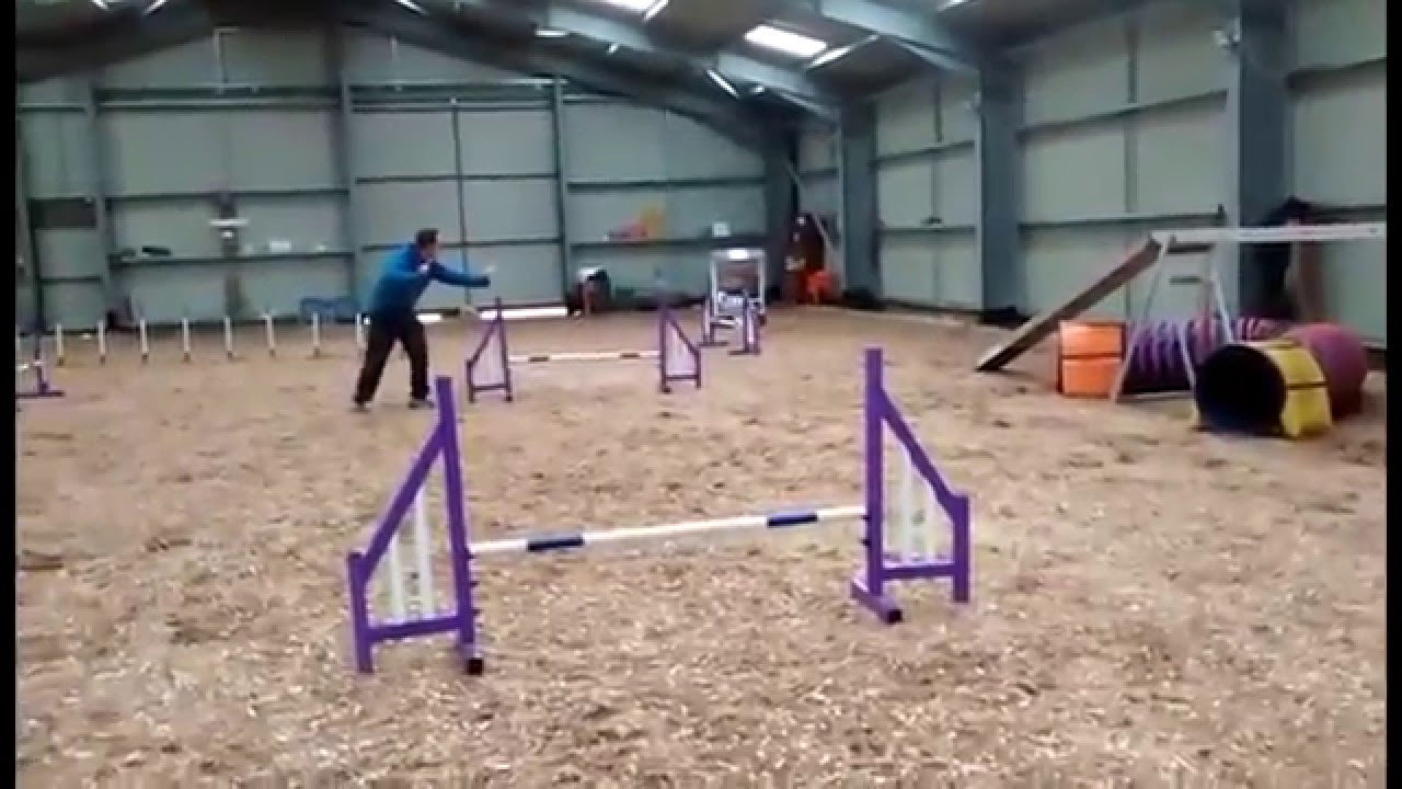 Beagle Agility Winter Training YouTube