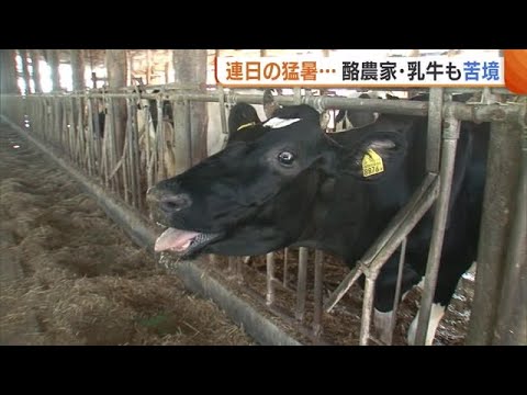 連日の猛暑で１６頭の乳牛が死ぬ　エサ食べず乳量も減少…「気温の低下と牛乳の消費拡大を」【新潟】 (23/08/23 18:42)