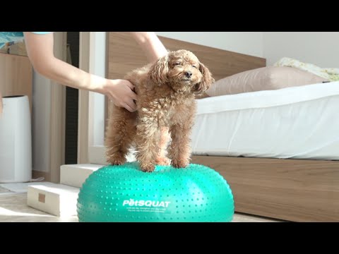 다이어트 개나줘