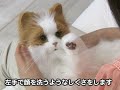 Yume Neko Venus Robotic Cat from Japan - JapanTrendShop