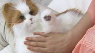 Yume Neko Venus Robotic Cat from Japan - JapanTrendShop - YouTube