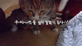 이래도 집사 노릇 계속 이어가야 할까요?/Shoud I continue to act like a butler?