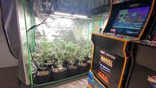 It's the best of vibes & cannabis @ Grogarious Games