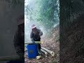 morning bamboo shoot picking fresh harvest #nature #farming