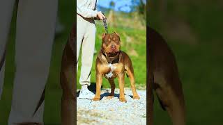 Animal Glow Up From Tiny Pets To Majestic Creatures