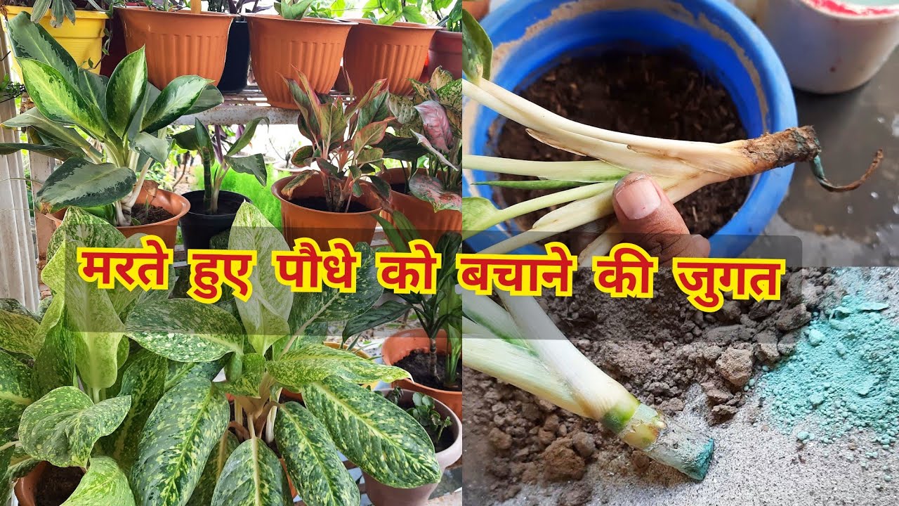 मरते हुए aglaonema के पौधे को बचाने के लिए क्या क्या करना चाहिए/dying aglaonema plant care