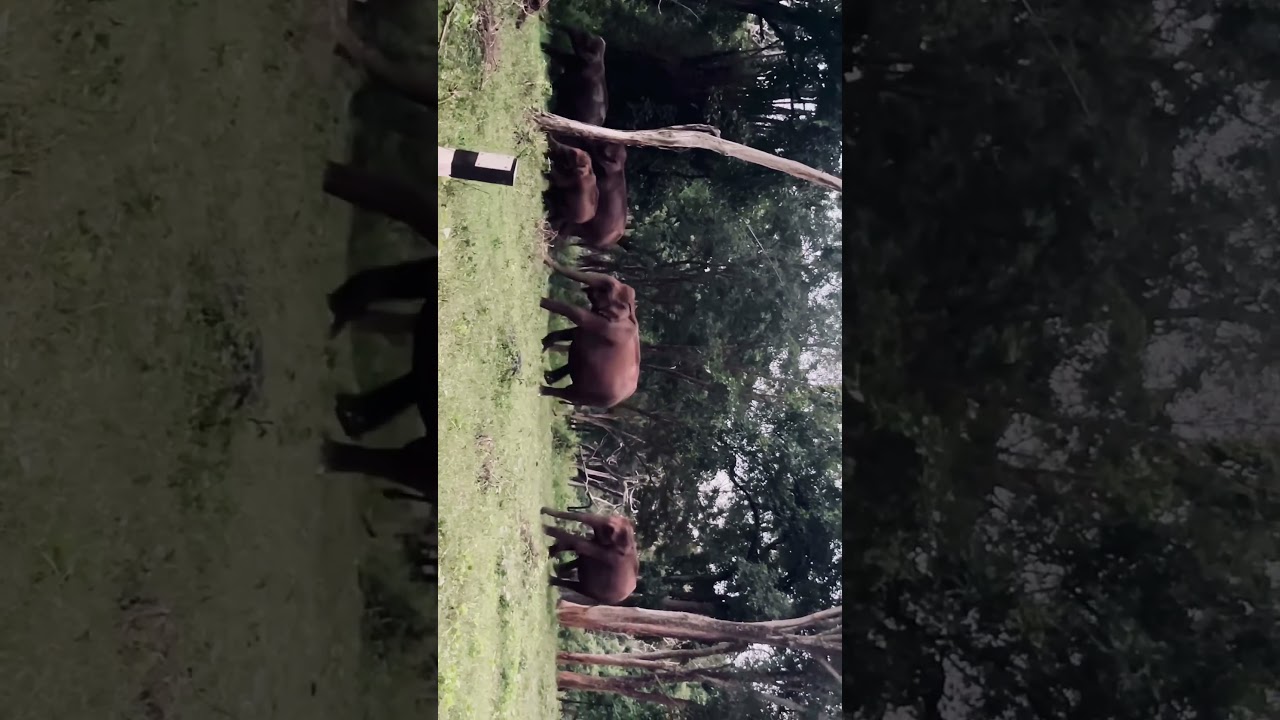 Masinagudi Forest 🐘  || Bandipur || ooty || Elephants