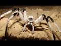 The Real Stories Behind The World's Largest Spiders