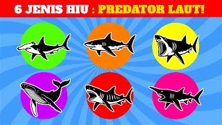 Ikan Hiu Hiu Martil, Hiu Putih Raksasa, Hiu Basking, Hiu Goblin, Hiu Macan, & Paus Bungkuk