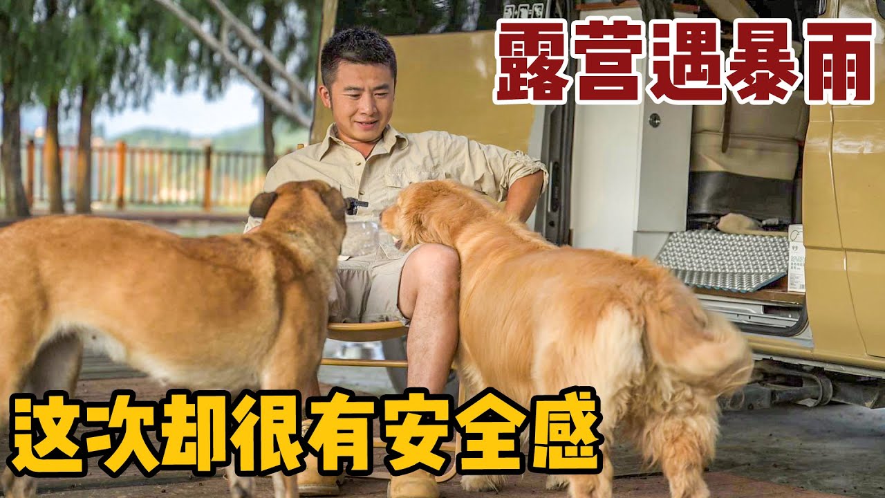 刚找到营地就下起了暴雨，和两只狗狗在车内避雨，这画面太温馨了【小白的奇幻旅行】