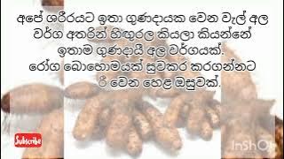 What is the higurala/හිගුරල යනු