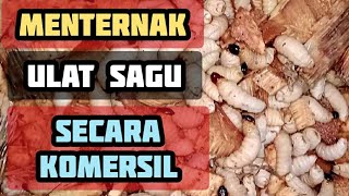 PENGUSAHA ULAT SAGU (RUMAH PANJANG PENOM ULU PAKU)#dayak #culture #omg #tutorial #how #youtuber