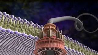 Amazing Flagellum : Michael Behe and the Revolution of Intelligent Design Resimi