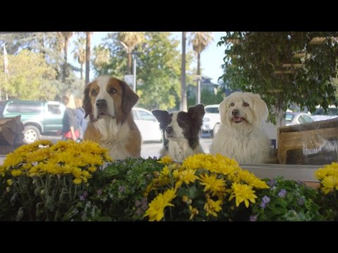 Doritos Dogs - Crash the Super Bowl 2016 WINNER OFFICIAL