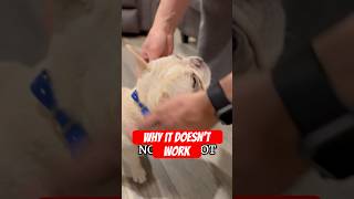 Why the Ecollar not working