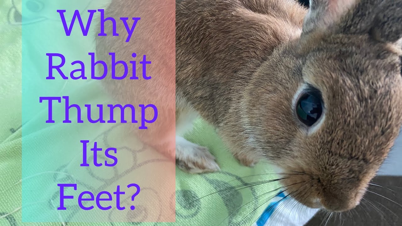 Why Rabbits Thump Their Feet Is It Emotional Or Their Natural Instinct why-rabbits-thump-their-feet-is-it-emotional-or-their-natural-instinct
