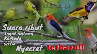suara pikat terbaru versi mulyono gyt kemade nyecret kombinasi sirtu dan sogon