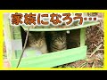 【ダンボールのお家で過ごしたあの頃…】保護した愛猫が仲良く遊ぶ姿を見て昔を思い出しました…
