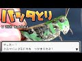 【バッタ特集#2】草原でバッタ採集ゲームしてみた！