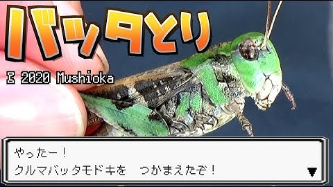 ショウリョウバッタモドキ Youtube