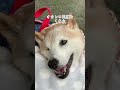 9.18はエンを保護した日。エンとオカンが出会った日です。　　　#アニバーサリー#anniversary#犬#柴犬