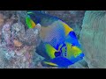 Angelfish 2 just for the beauty of it – Under Sea G –  Angelfish amazing color to brighten your day