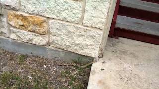 A Rattlesnake outside apartment willow bend apt