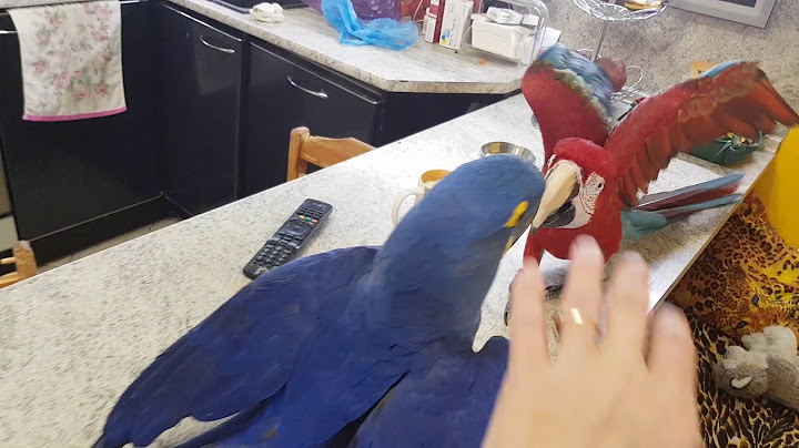 поведение попугая ара поведение попугая ара