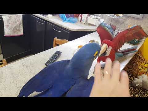 Video: Blue Throated Conure