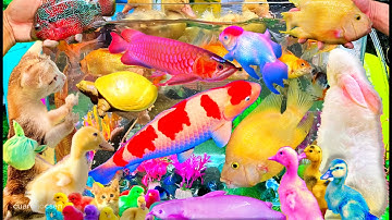 Bắt Các Con Vật Siêu Dễ Thương, Vịt Con Cá Cảnh, Mèo Dễ Thương, Rùa Thỏ, Cá Vàng Bơi, Koi, Con Chuột