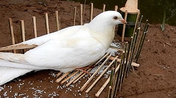 primitive technology - Easy Bird Trap - Made from Bamboo 100% - By Smart Boy