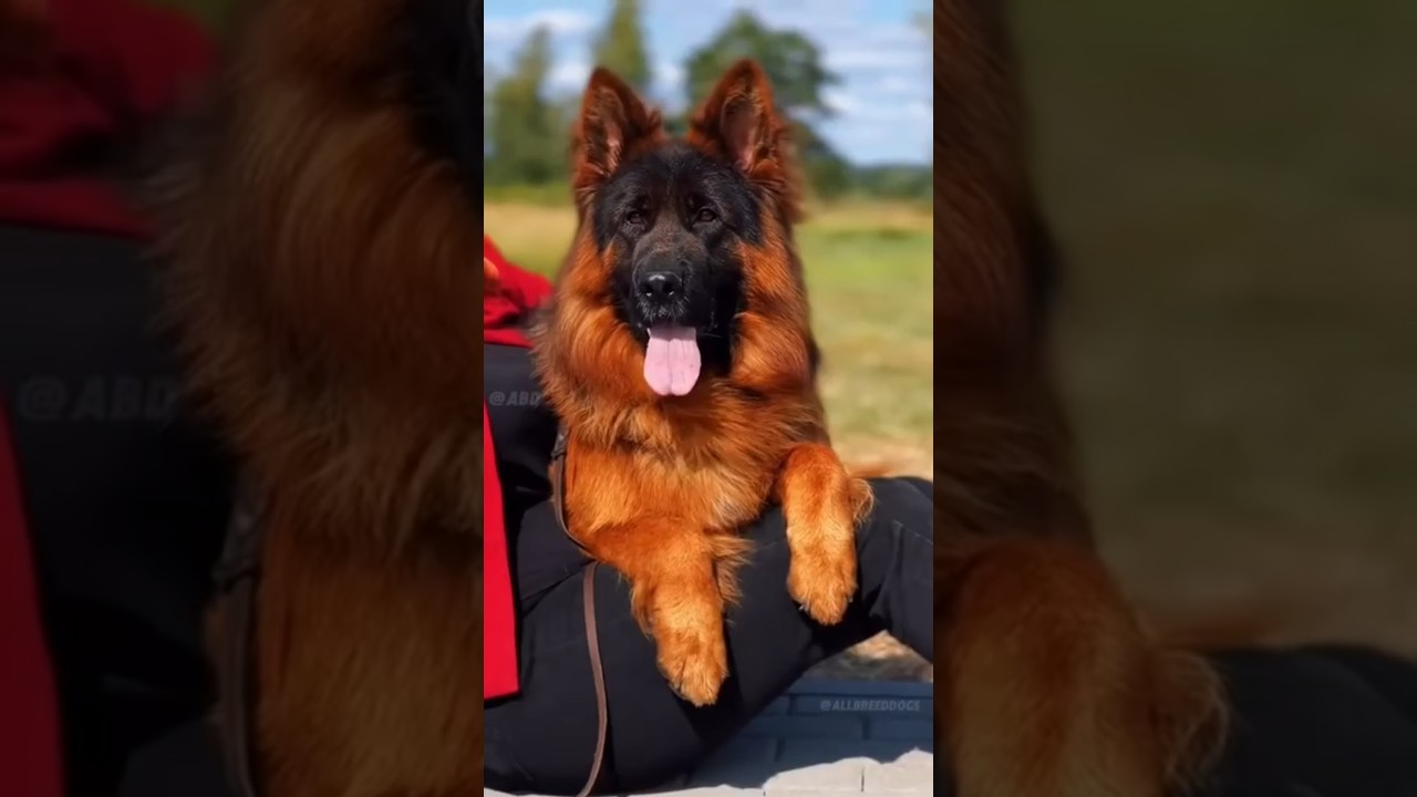 🐾 Top 5 Most Protective Guard Dogs | Ultimate Family Protectors