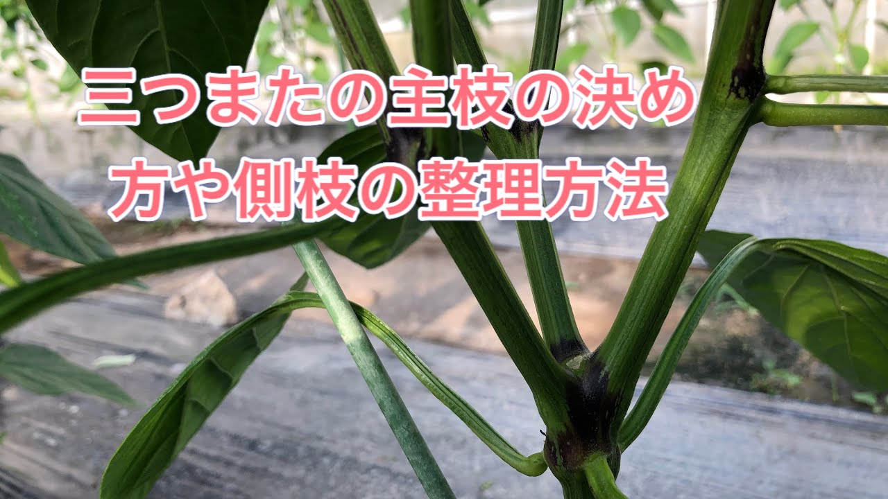 How to grow paprika Part 23: How to determine the main branch for a trifle and how to organize si...