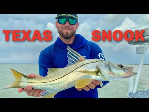 Video: Câu cá cho Snook ở Nam Texas