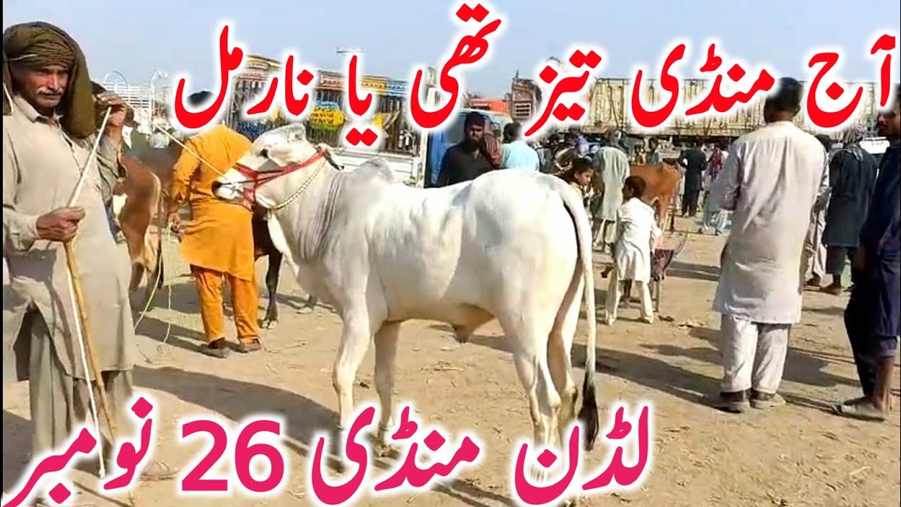 Luddan Mandi 2025 | Sahiwal & Cholistani Bachre Bachri Rates | Global Village Farming