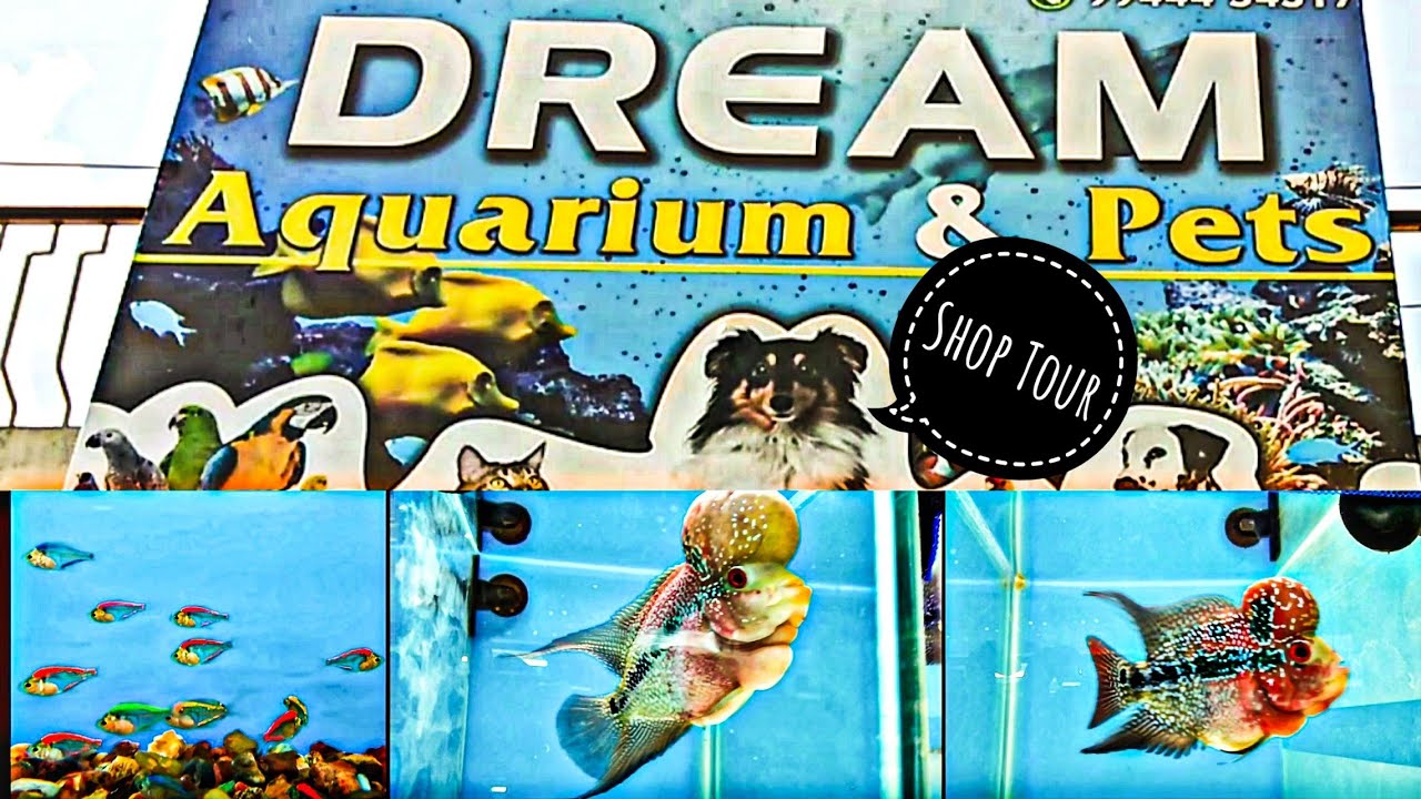 Pet Shop Tour Dream Aquarium & Pets Glass fish pet shop in Vellore
