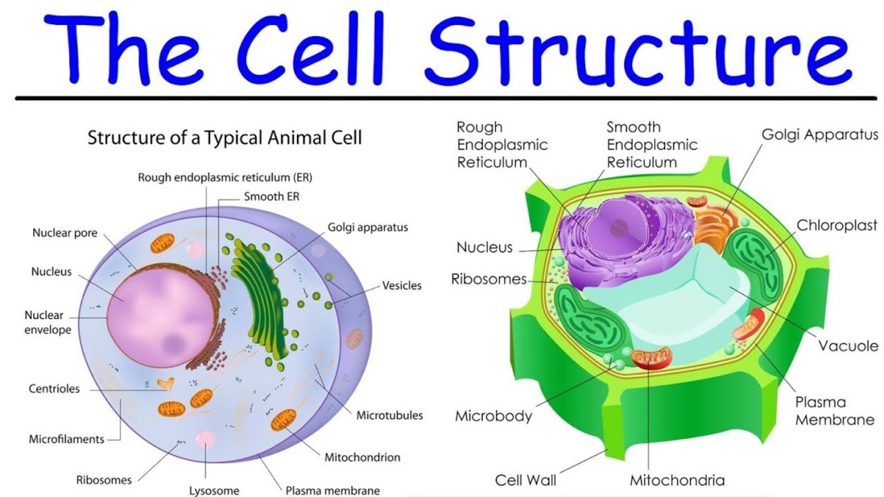 المحاضرة الاولي ف بيولوجيا الخلية Cell Biology (Nucleus,Golgi,ER,Mitochondria,Lysosmes)