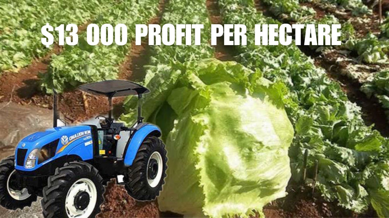 Как жители Зимбабве зарабатывают 13 000 долларов, выращивая салат на 1 гектаре